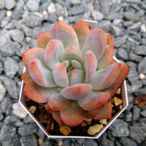 ラウリンゼ,沙羅姫牡丹,原種ザラゴーサ,きのこ作品,きのこ作品の画像