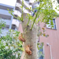 ゴーヤ,シマトネリコ,シマトネリコ,ササゲ,セミの抜け殻の画像