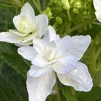 アジサイ,ガーベラ,ガーベラ,ガクアジサイ,紫陽花 アジサイ あじさいの画像