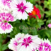 セキチク,撫子,唐撫子,花のある暮らし,緑のある暮らしの画像