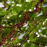 ヤブデマリ,山野草,赤い実,花散歩,黒い実の画像