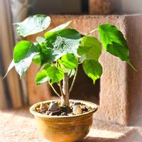 インドボダイジュ,菩提樹,ボダイジュ,フィカス,盆栽の画像