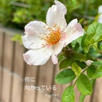 ナニワイバラ,花のある暮らしの画像
