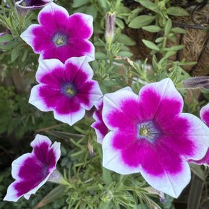 夏の庭,サフィニアアート,ガーデニング,ハンギングの画像