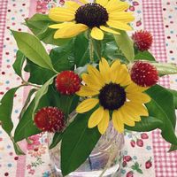 センニチコウ,千日紅,ヒマワリ,レモンマートル,アポロンの画像