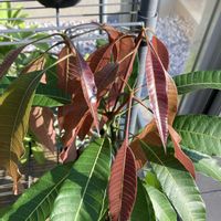 マンゴー,摘心,マンゴー種からの画像