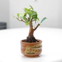 ガジュマル,水耕栽培,水栽培,ミニ盆栽,ガジュマル盆栽の画像