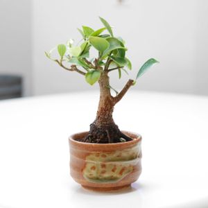 ガジュマル,水耕栽培,水栽培,ミニ盆栽,ガジュマル盆栽の画像