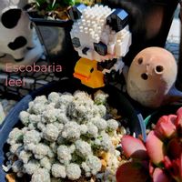 サボテン,ラウリンゼ,エケベリア ラウリンゼ,エスコバリア レーイ,レーイの画像