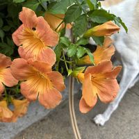 ノウゼンカズラ,ノウゼンカズラ,犬の散歩,散歩道の花の画像