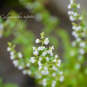 カラミンサ,イチヂク,リューカデンドロンレッドデビル,クレマチスべティコーニング,水やりの画像