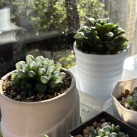 オブツーサ,ハオルチア,ハオルチア オブツーサ,ハオルチア レツーサ,多肉植物の画像