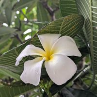 スパティフィラム,プルメリア,ジャスミン,アレカヤシ,花のある暮らしの画像