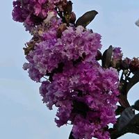 サルスベリ,感謝,花のある暮らし,いつまでも,き　れ　い❤の画像