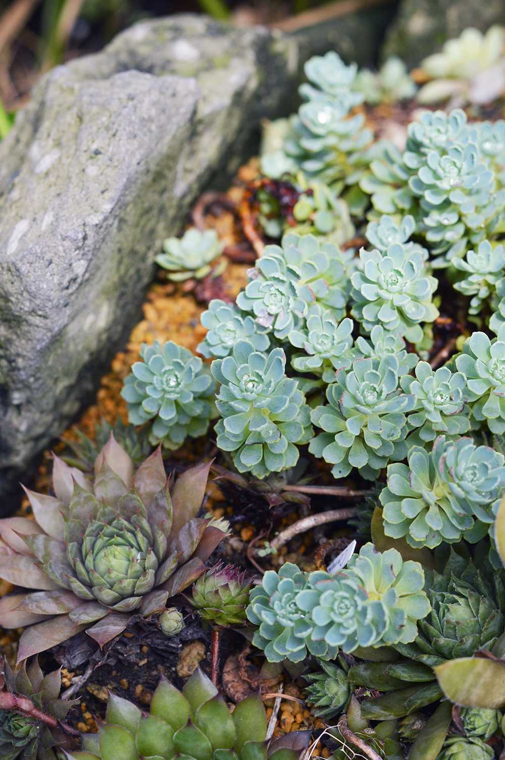 ローズセダムの一覧｜🍀GreenSnap（グリーンスナップ）