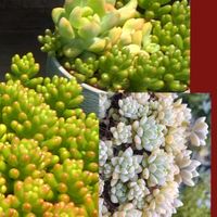 セダム,セダム,ルビーネックレス,虹の玉,プロリフィカの画像