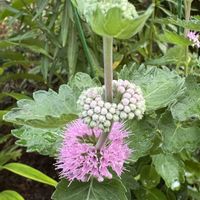 アザミ,ダンギク,ニホンハッカ,銅葉フジバカマ,徹子ミュージアムの画像