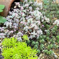 キリンソウ,ゴールドビューティー,トリカラー,ドラゴンズブラッド,カルーナの画像