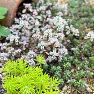 キリンソウ,ゴールドビューティー,トリカラー,ドラゴンズブラッド,カルーナの画像