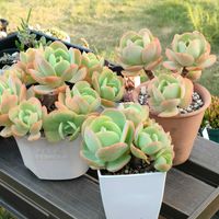 子持ち蓮華,ピーチプリデ,ピーチプリデ,多肉植物,多肉大好きの画像