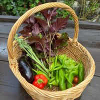 ナス,ブラックベリー,ブラックベリー,ミニトマト,パプリカの画像