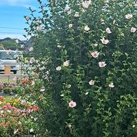 セキチク,ニチニチソウ,ポーチュラカ,ムクゲ,木槿の画像