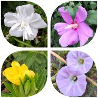 ムクゲ,ムクゲ,きょうのお花,so・raの小さな物語,たぬき桜の画像