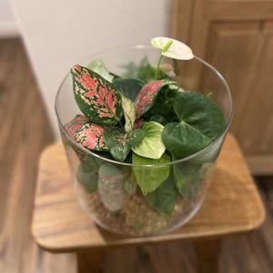 シンゴニウム,フィットニア,アスパラガス ナナス,アグラオネマ バレンタイン,アンスリウム　スピリットの画像