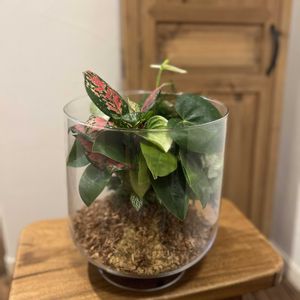 シンゴニウム,フィットニア,アスパラガス ナナス,アグラオネマ バレンタイン,アンスリウム　スピリットの画像