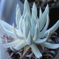 ダドレア,タニラー,ダドレア属,その他部屋の画像