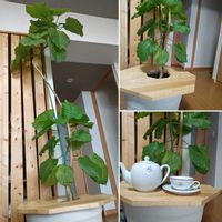 ウンベラータ,フィカス　ウンベラータ,観葉植物,観葉植物のある暮らし,大谷選手おめでとう＼(^o^)／の画像