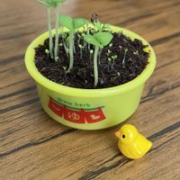 スペアミント,スィート･バジル,タネ蒔き,ガチャガチャ栽培セット,家庭菜園の画像