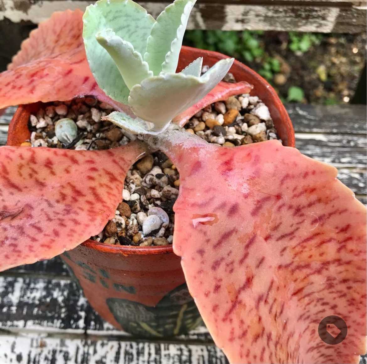 多肉植物 赤と緑のグラデーション*4 赤と緑のグラデーションが美しい！多肉植物の「夕映え」とは