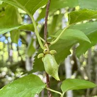 マタタビの画像