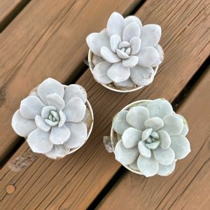 エケベリア,エケベリア ラウイ,多肉植物,エケベリア属,多肉大好きの画像