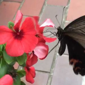 ニチニチソウ,ニチニチソウ,レンガ,花と生き物,オトナ色の花の画像