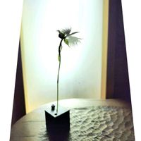 サギソウ,山野草,野草,里山続きの庭の画像