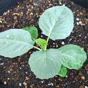 ブロッコリー,プランター,種から,害虫,サカタのタネの画像