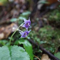 イワタバコ,山野草,乳岩峡の画像