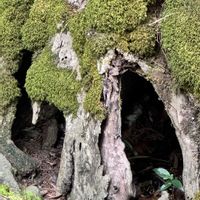 マツ,クルミの木,胡桃(クルミ)の実,兼六園,お出かけ先の画像