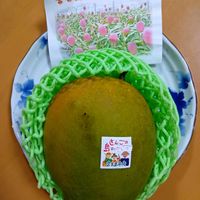 マンゴーの画像