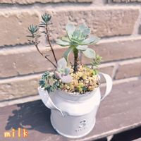 ブロウメアナ,シルバーペット,ダシフィルム,蔓万年草,オデロイの画像