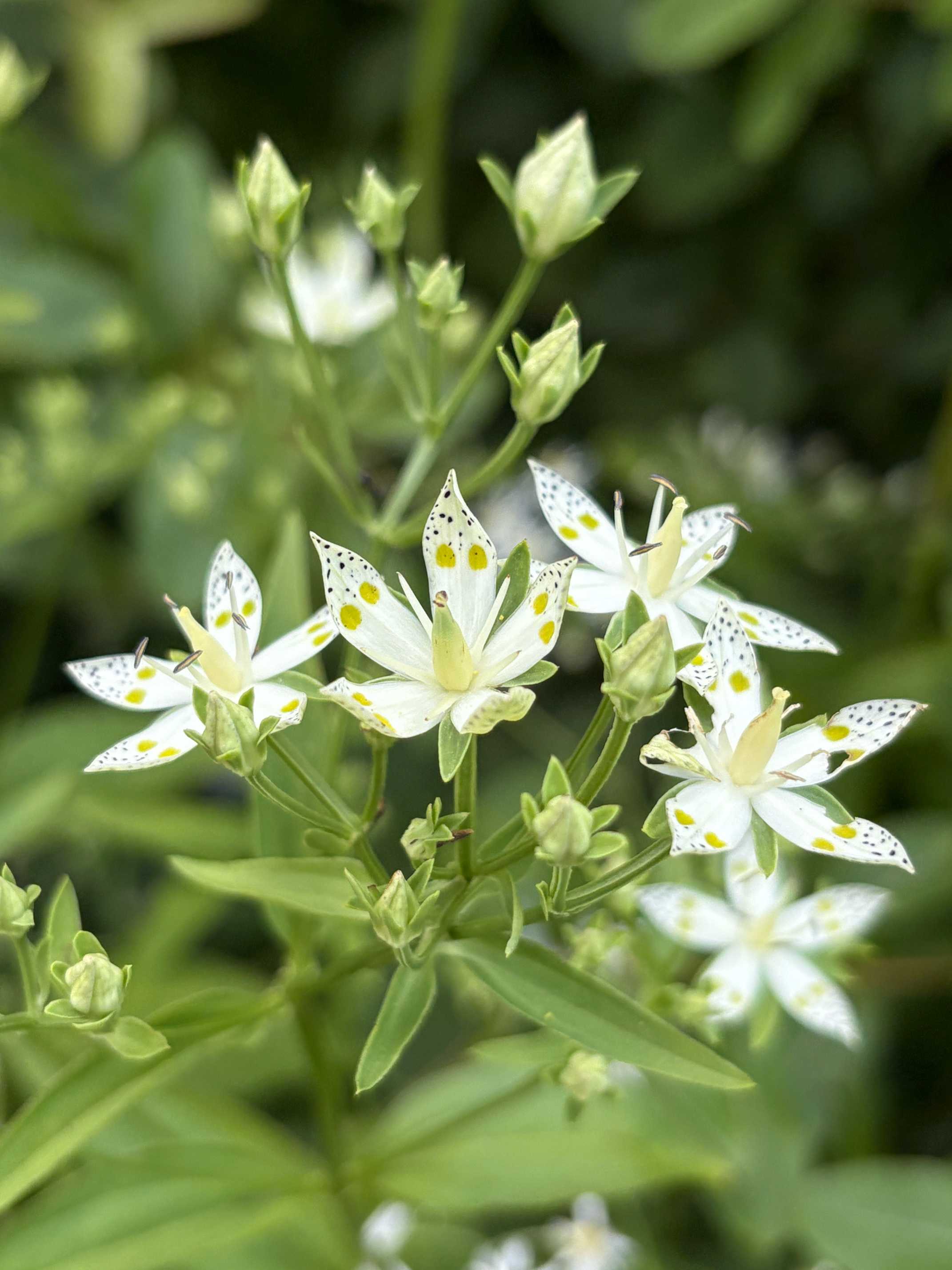 七時雨山のお花たち 2025.8.28撮影｜🍀GreenSnap（グリーンスナップ）