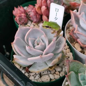 ロータス,多肉植物,エケベリア属,多肉大好き,タニパトの画像