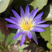 温帯スイレン,熱帯スイレン,熱帯睡蓮 ミロク,温帯睡蓮 マニーサイアム,熱帯睡蓮 シズクの画像