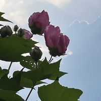 フヨウ,フヨウ,フヨウ,芙蓉,芙蓉の画像