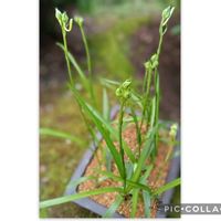 サギソウ,盆栽,祈り,今日のお花,和の中庭の画像