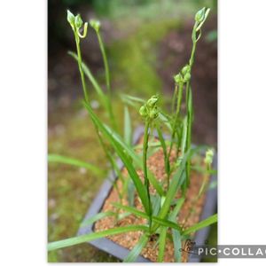 サギソウ,盆栽,祈り,今日のお花,和の中庭の画像