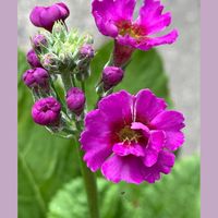 クリンソウ,センニチコウ,山野草,花のある暮らし,お花大好き♡の画像