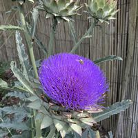 アーティチョーク,アーティチョークの花,庭の画像